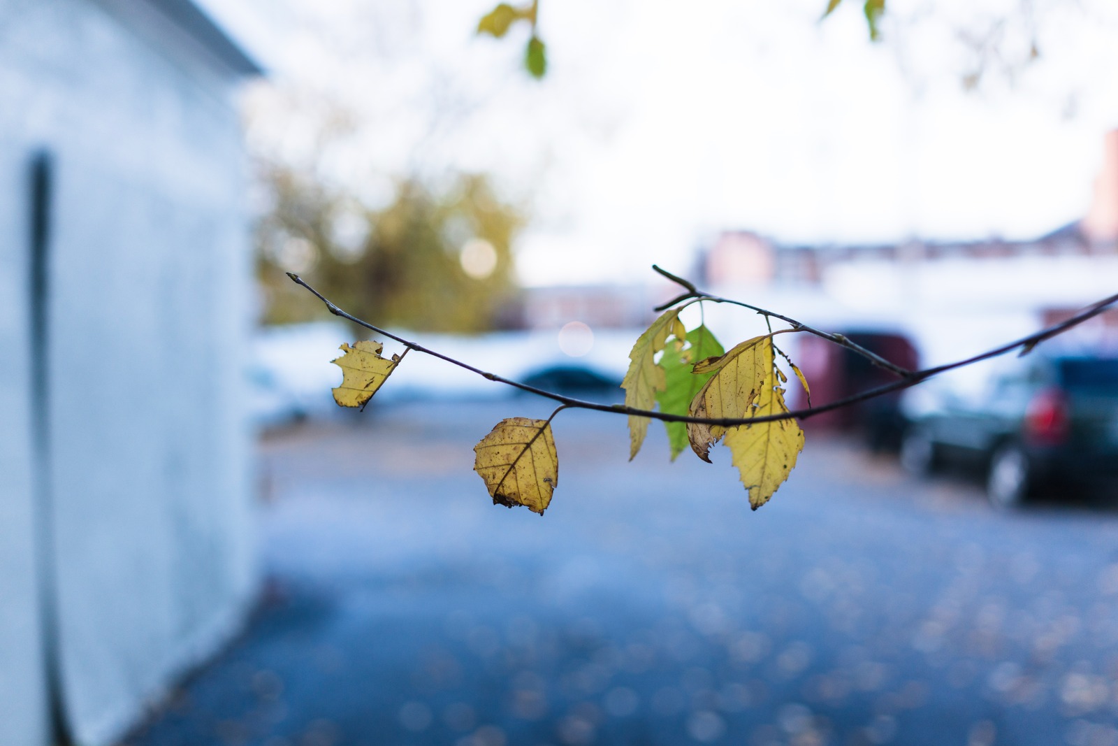 Autumn's Last Whisper