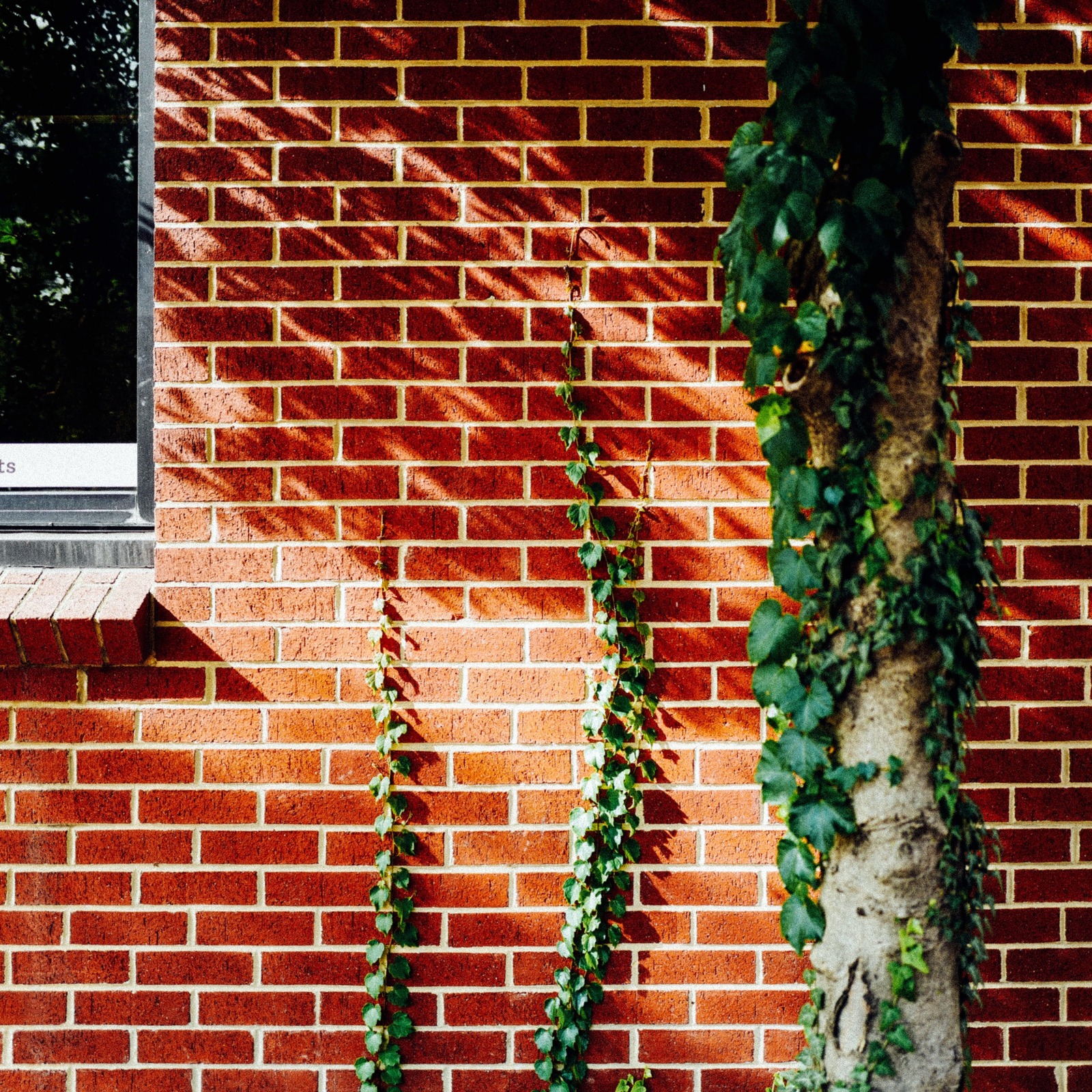 Nature's Embrace on Brick