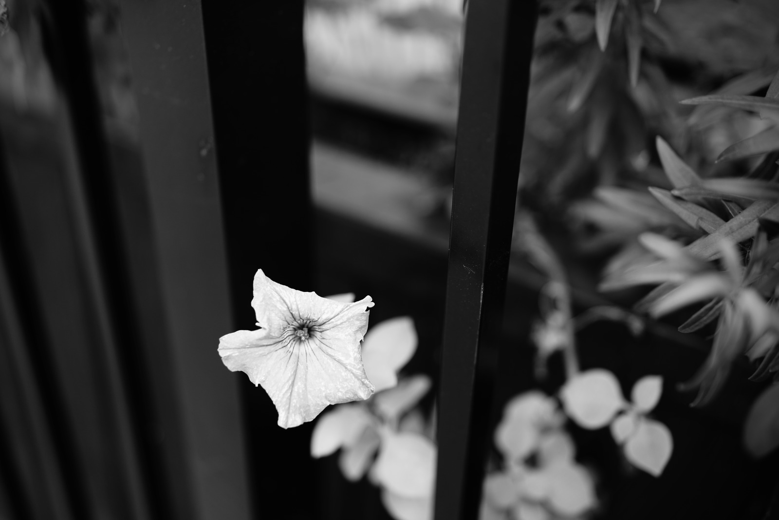 Petal Against Steel