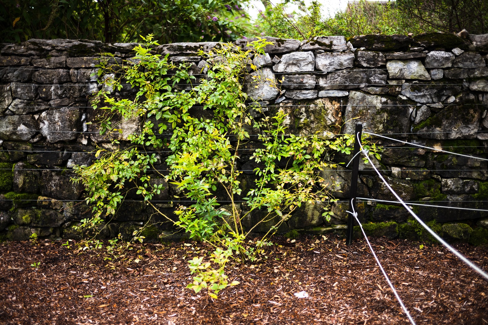 Resilience Amidst Stone