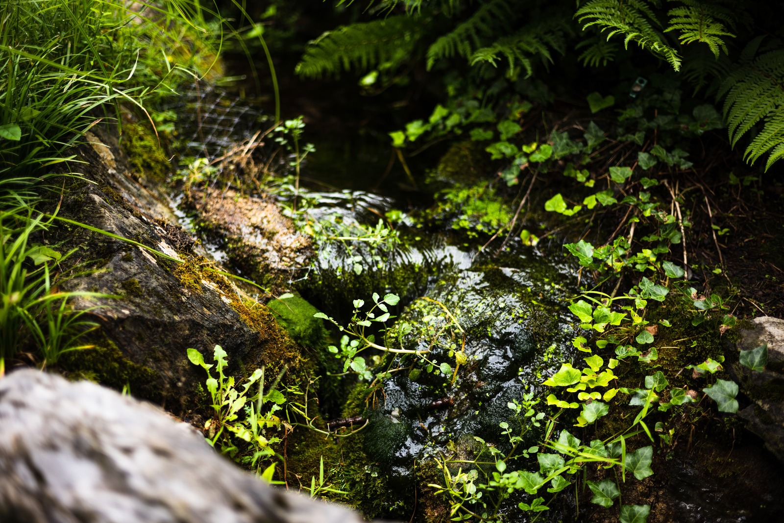 Serene Forest Stream