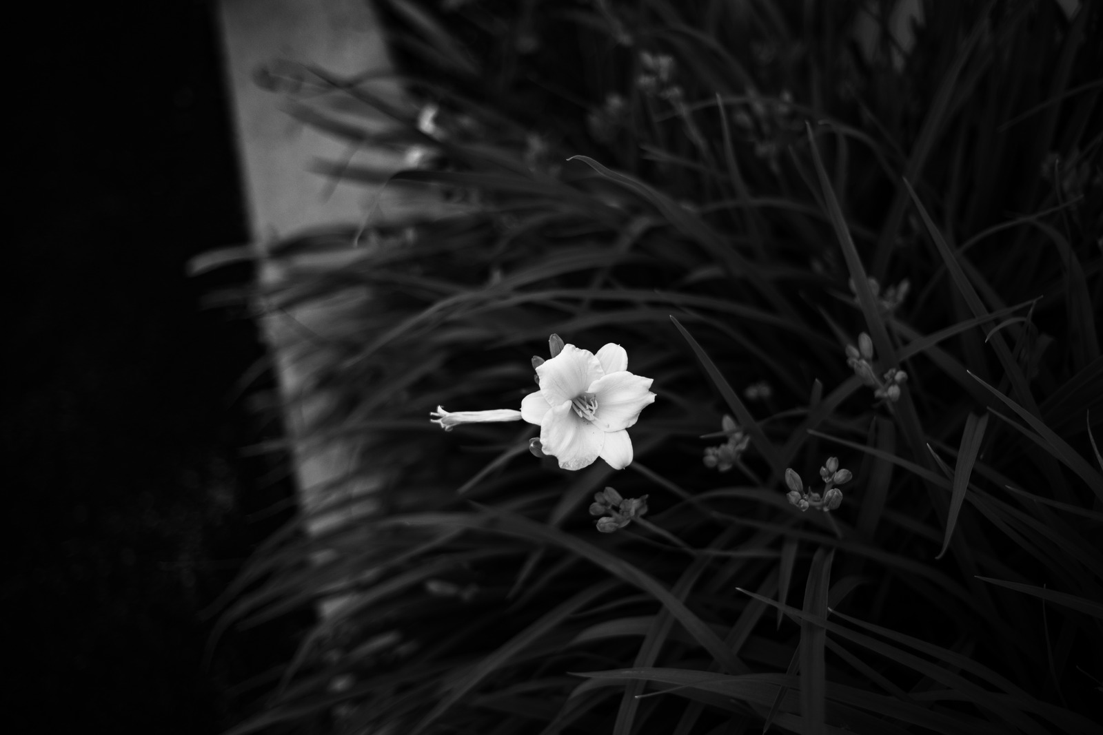 Solitary Bloom in Shadows