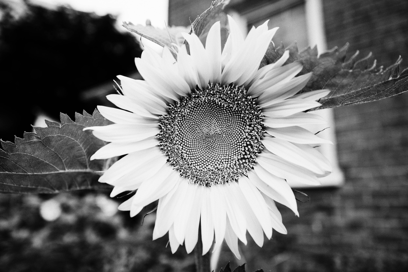 Monochrome Sunflower Glory