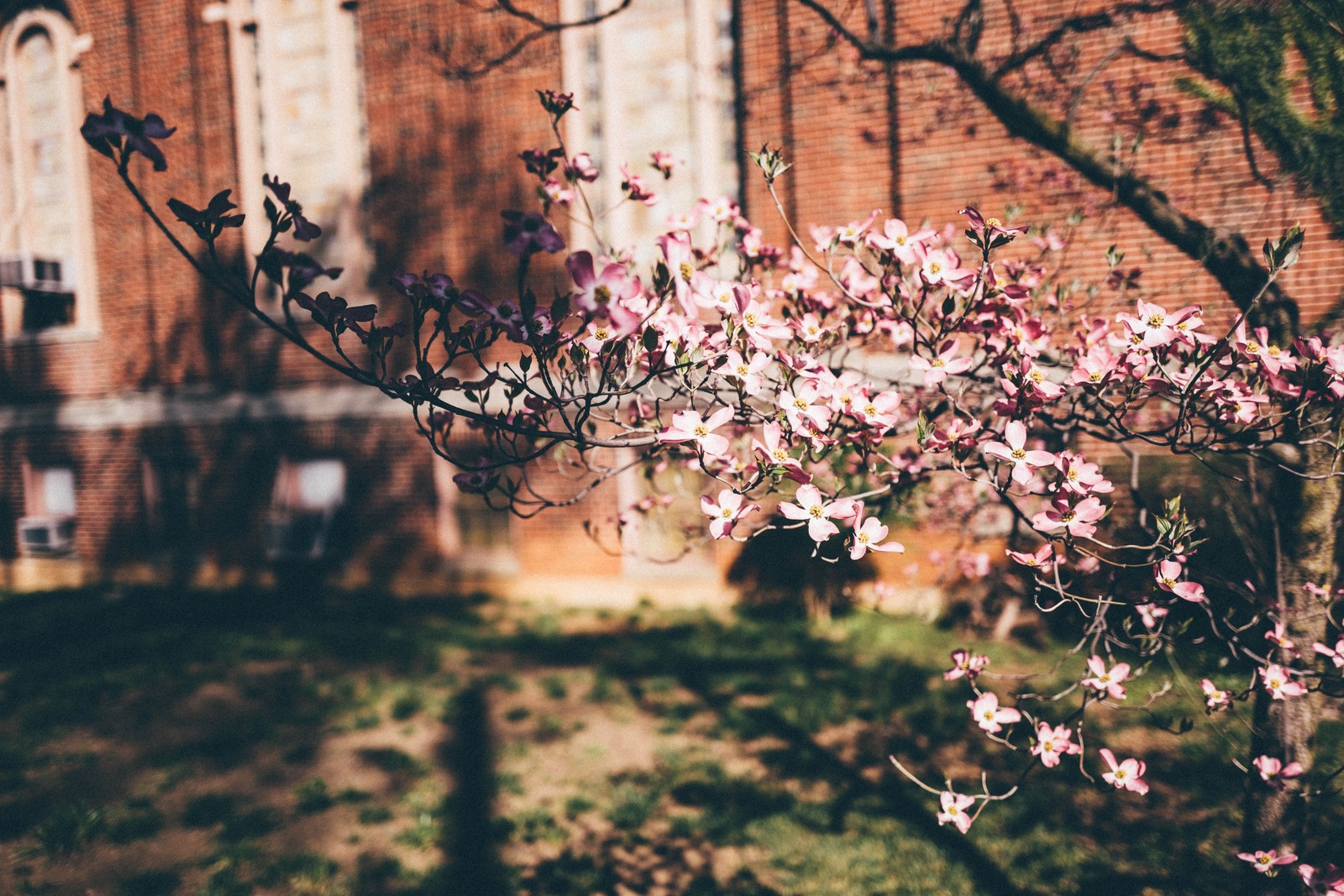Spring Blossoms Against Brick