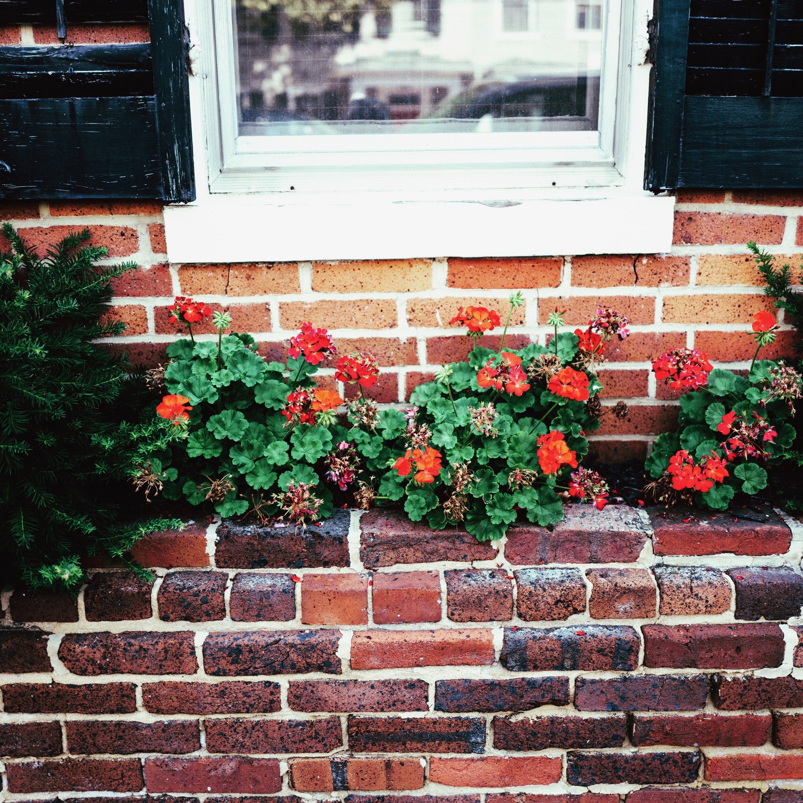 Vibrant Blooms by Brick
