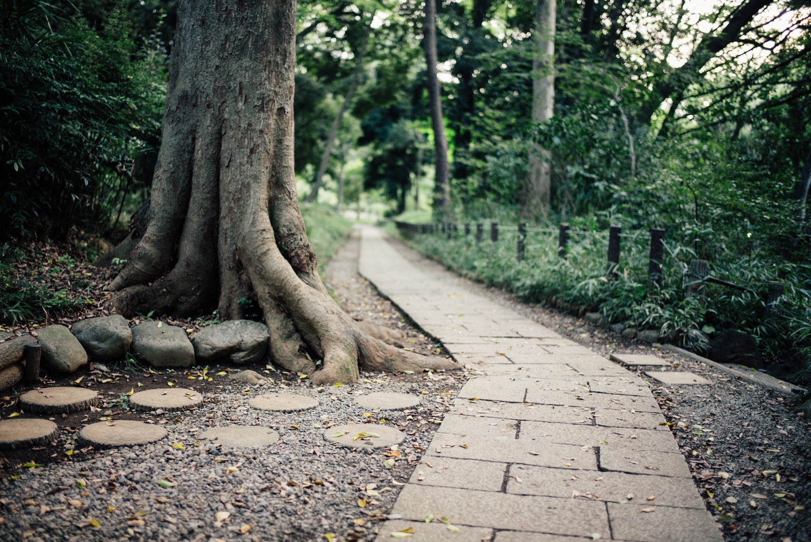 Whispers of Nature's Path