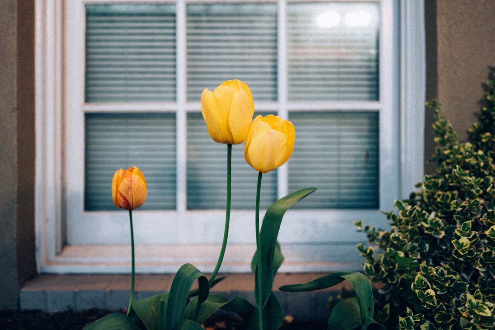 Spring's Gentle Awakening