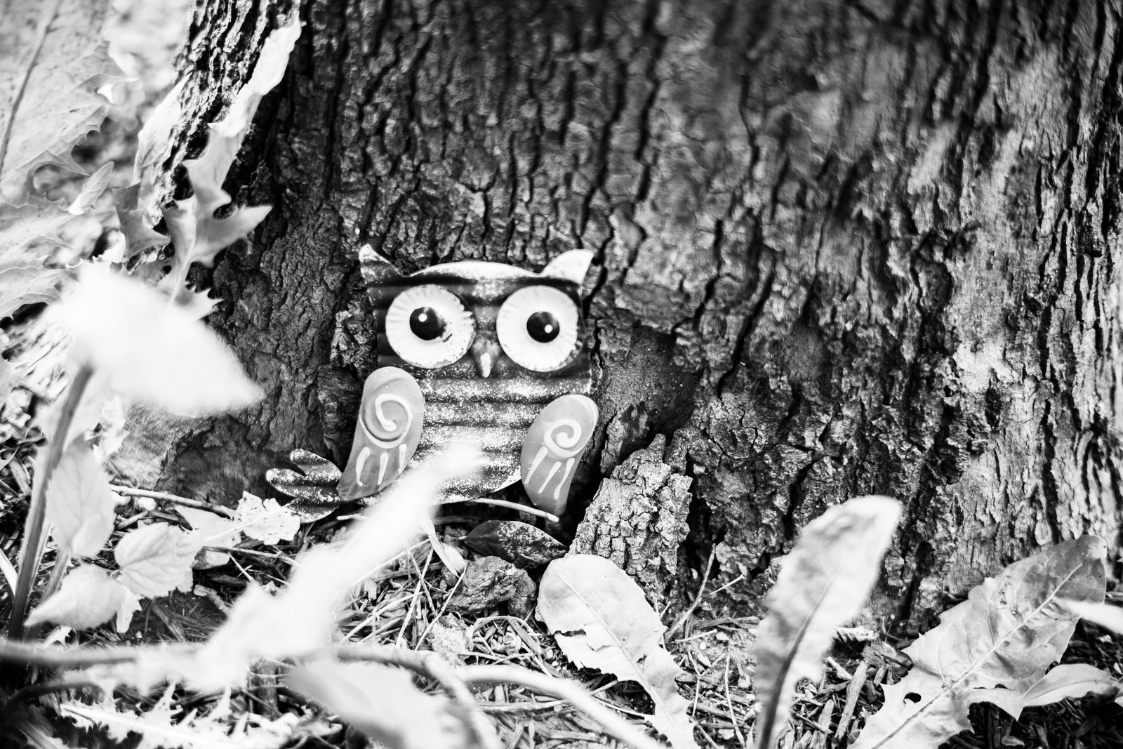 Whimsical Woodland Encounter