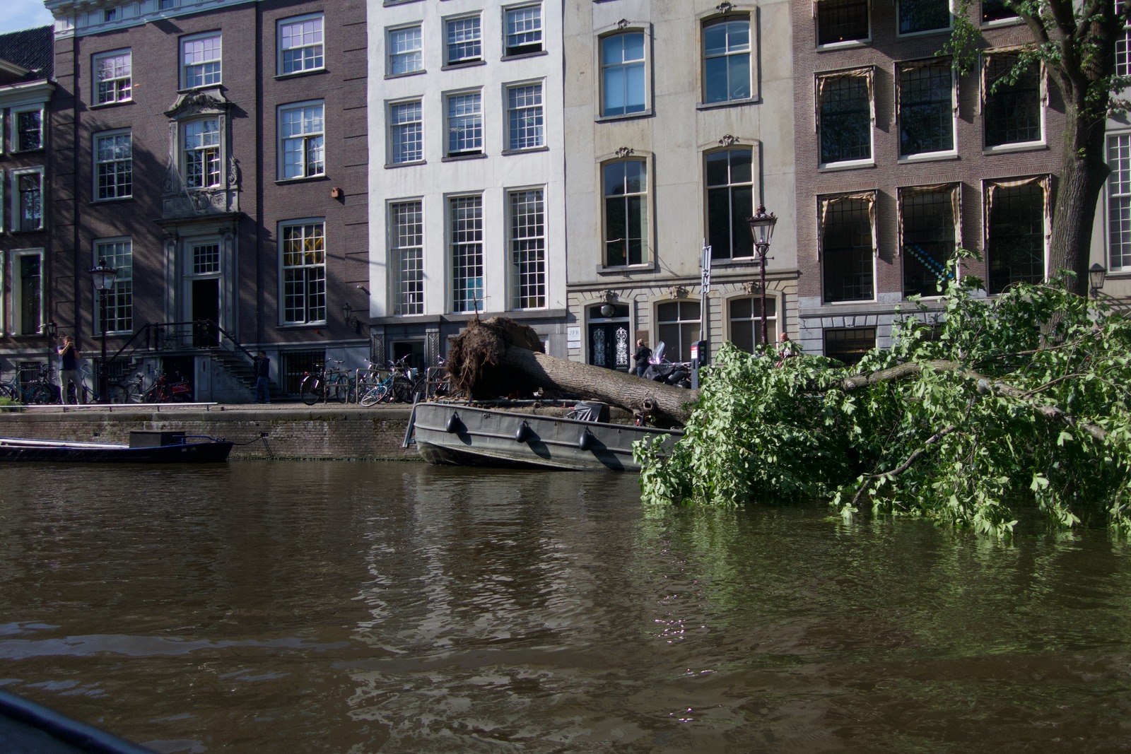 Urban Nature's Resilience