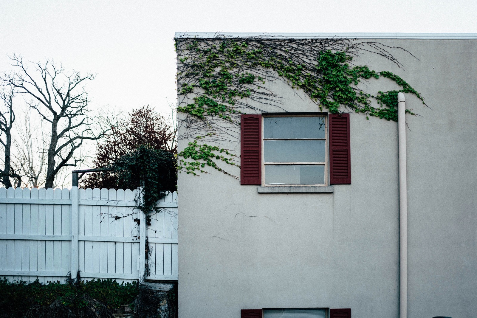 Nature's Embrace on Urban Walls