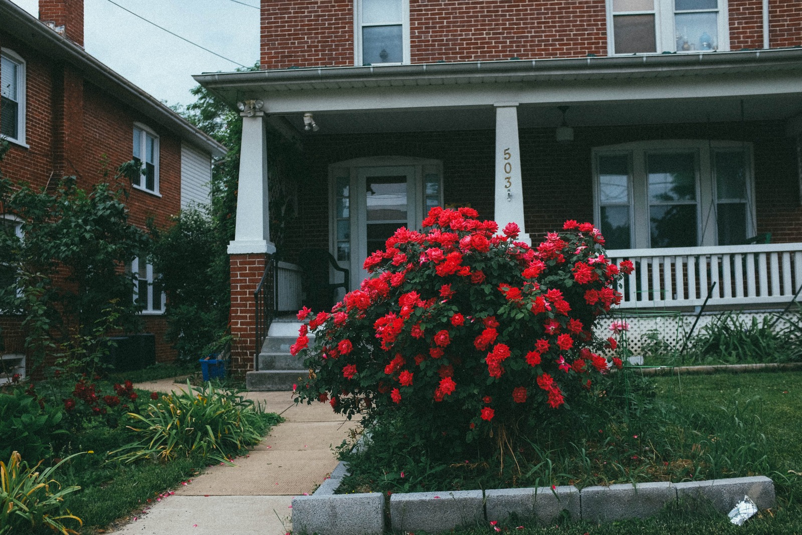 Vibrant Red Blooms by the Porch