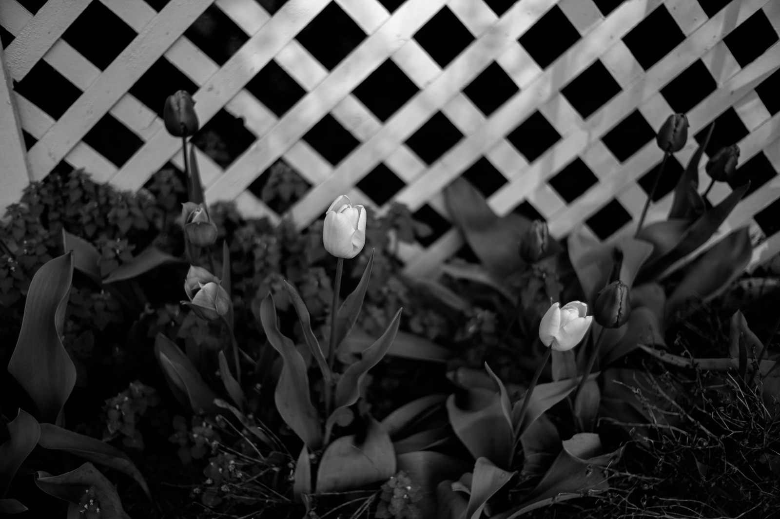 In the Stillness of Bloom