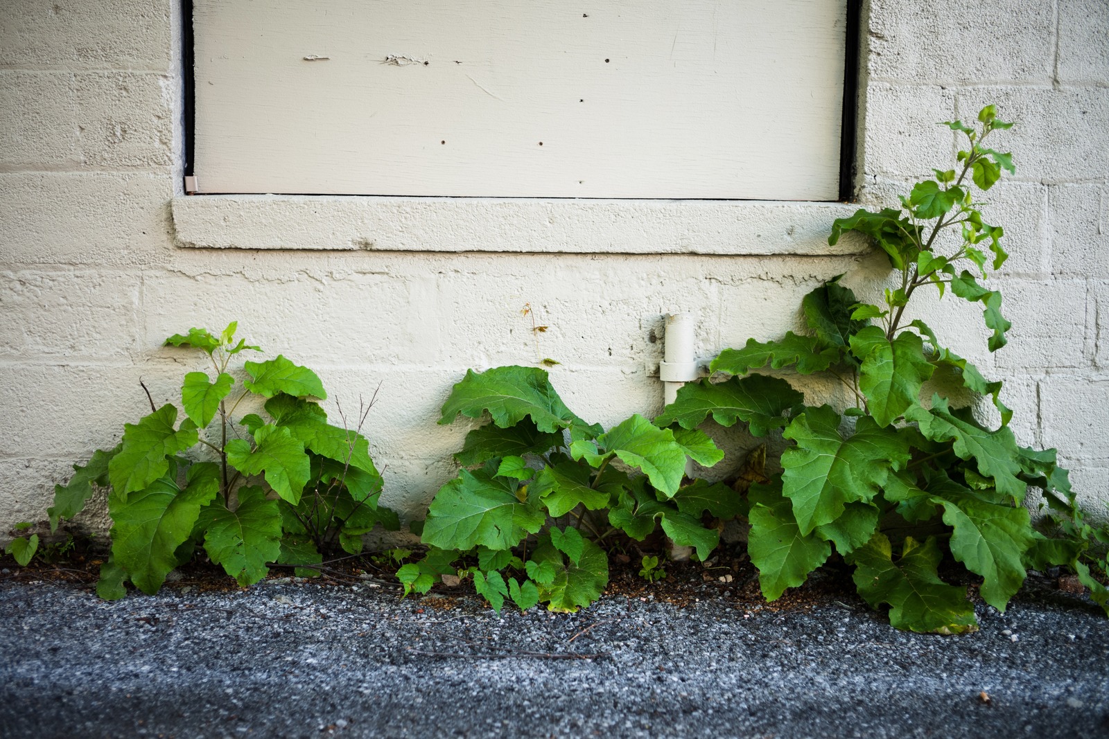 Urban Greenery Encounter