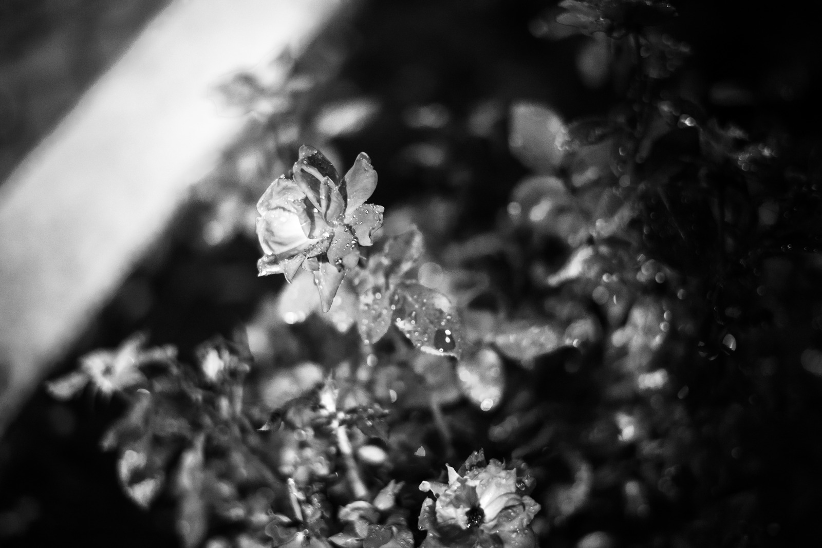 Timeless Bloom in Monochrome