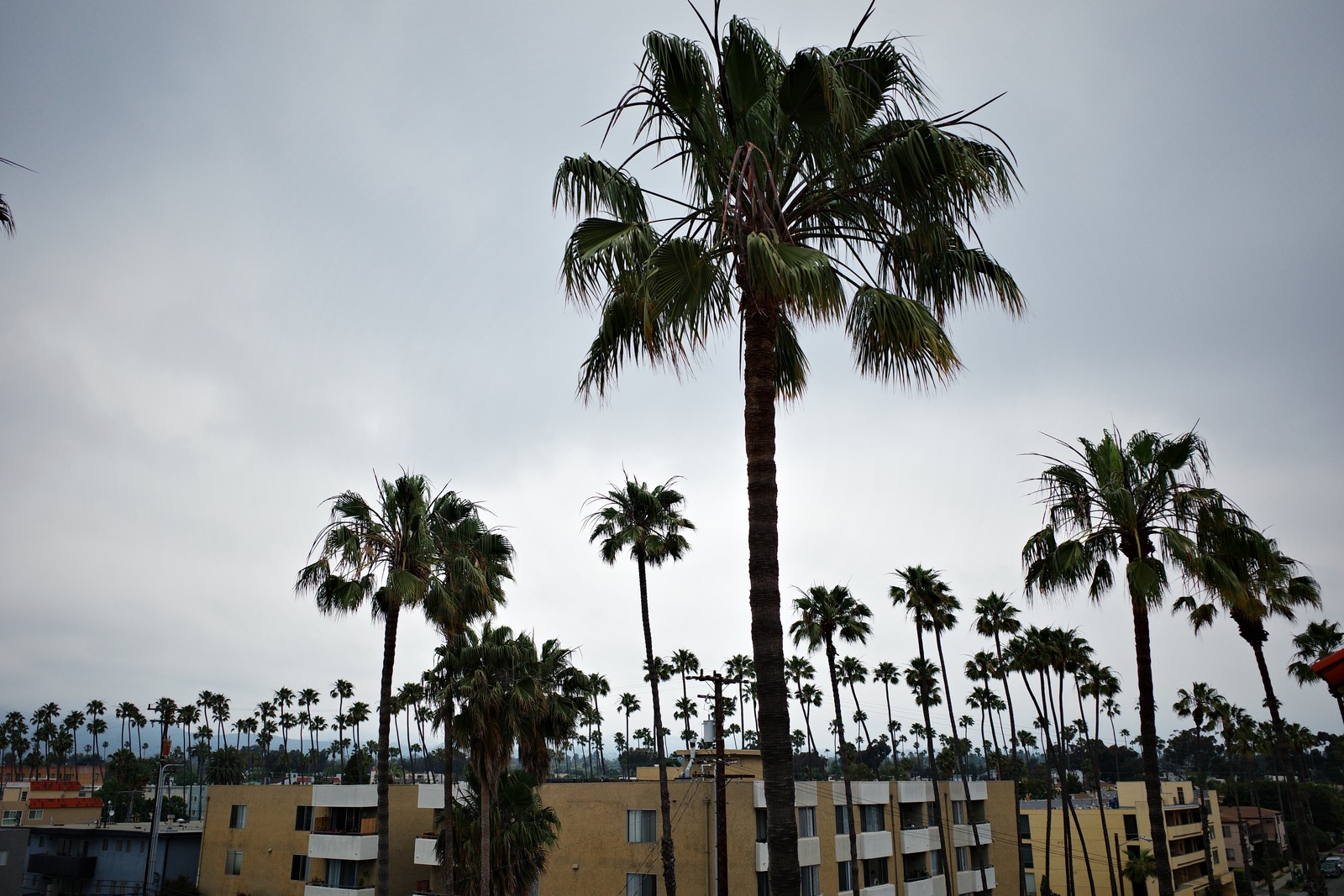 Palm Silhouettes Against Cloudy Skies
