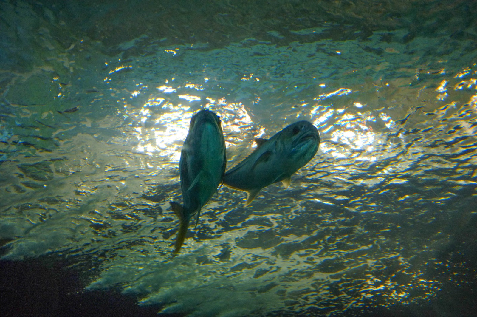 Gliding Through Liquid Light