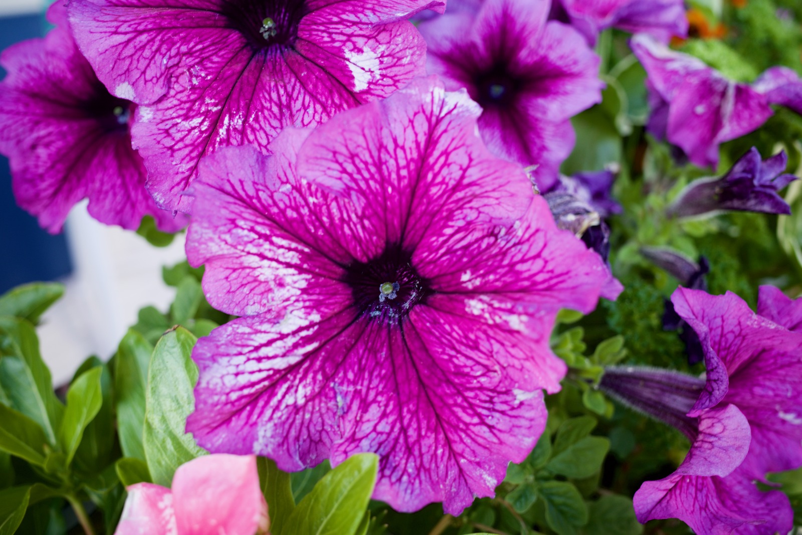 Vibrant Petunia Bliss