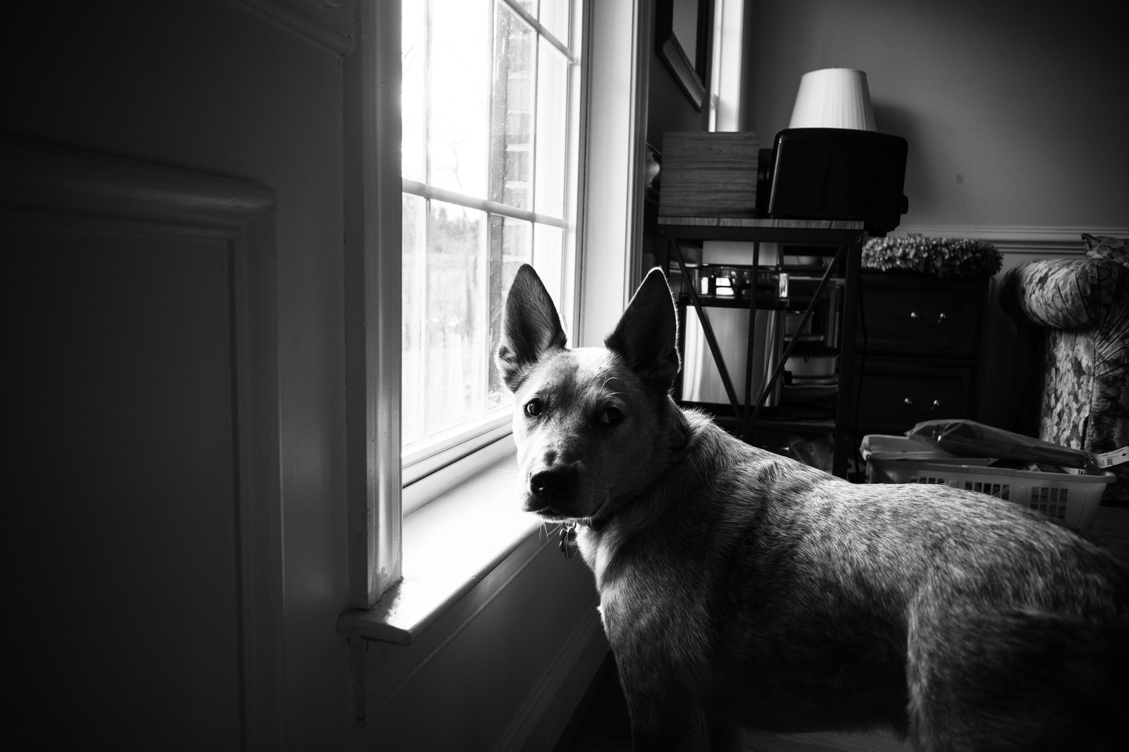 A Watchful Companion