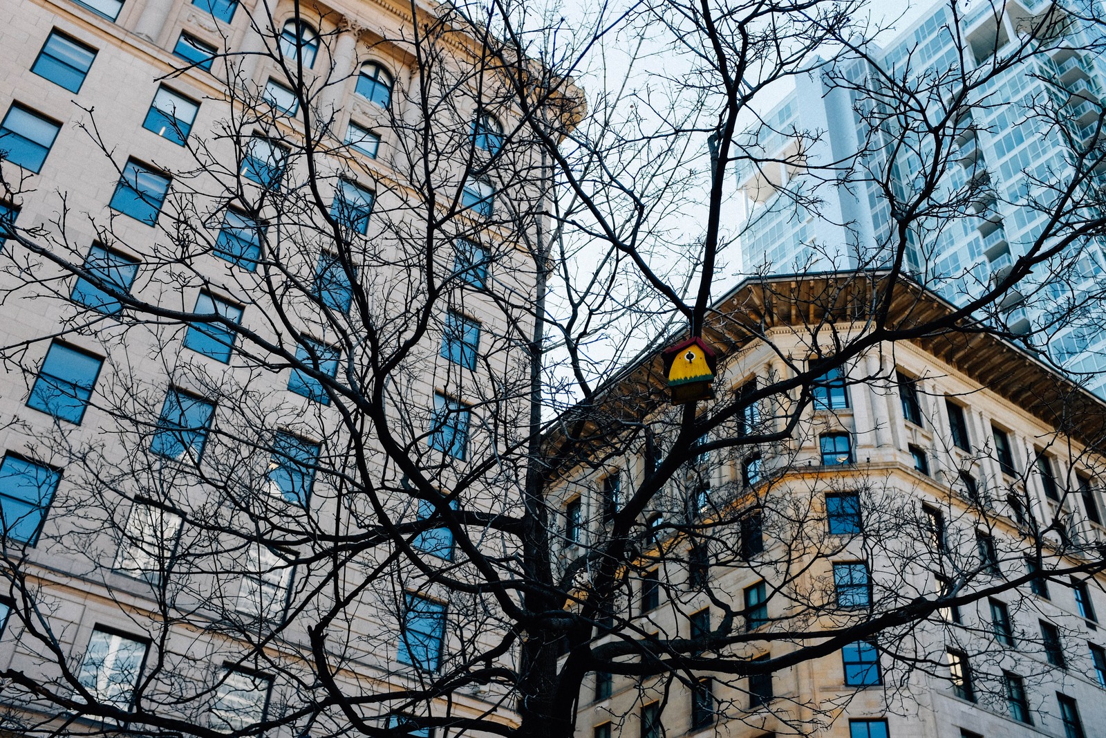 Urban Nature's Contrast