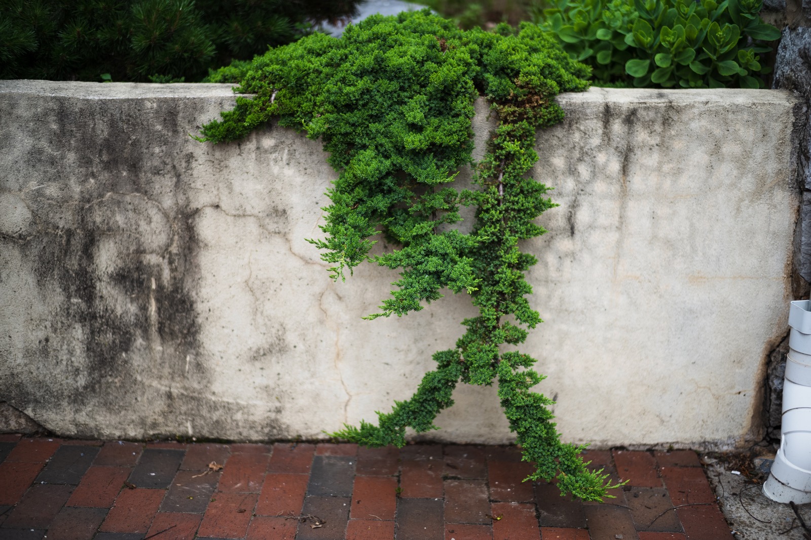 Nature's Delightful Curves