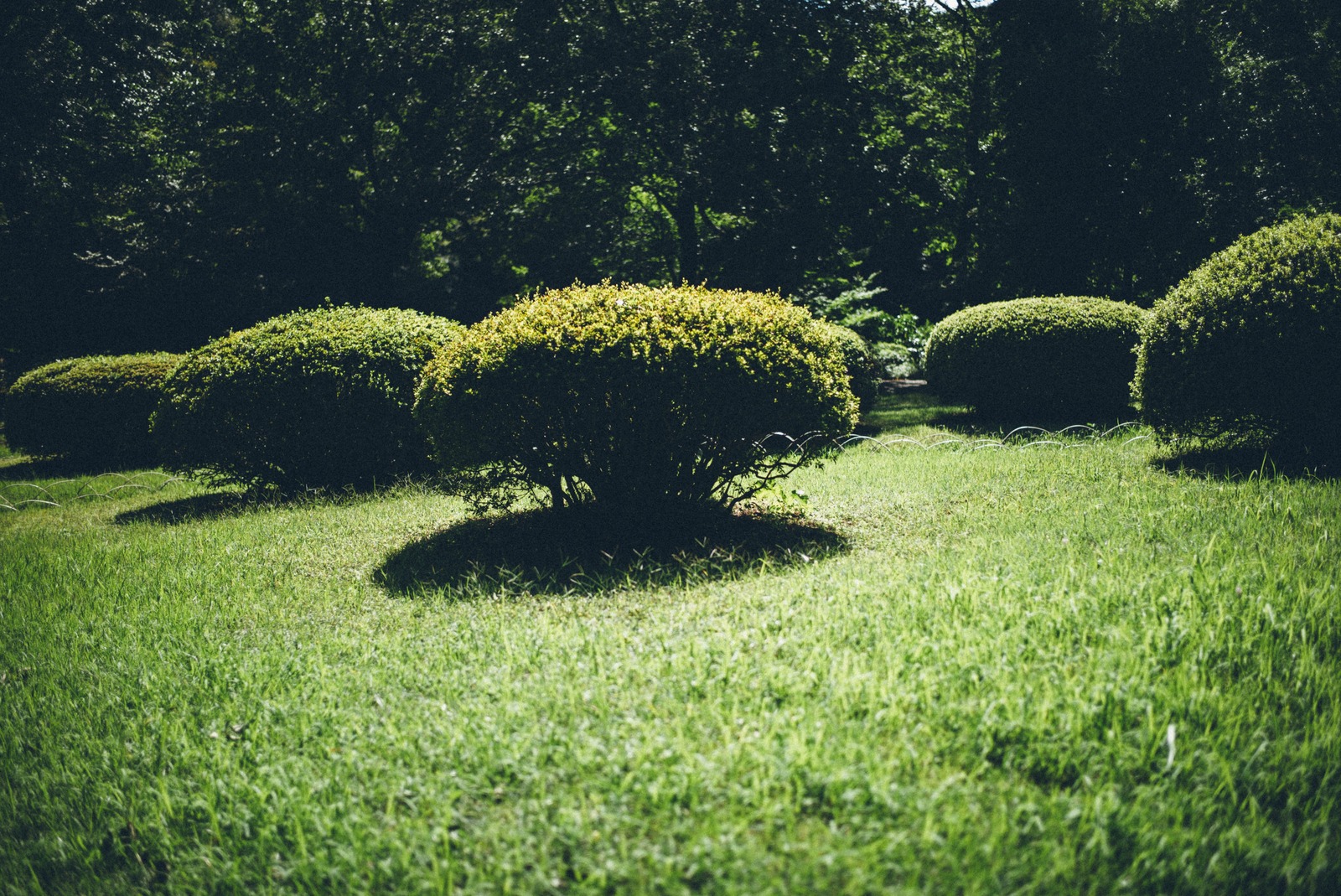 Serene Green Embrace