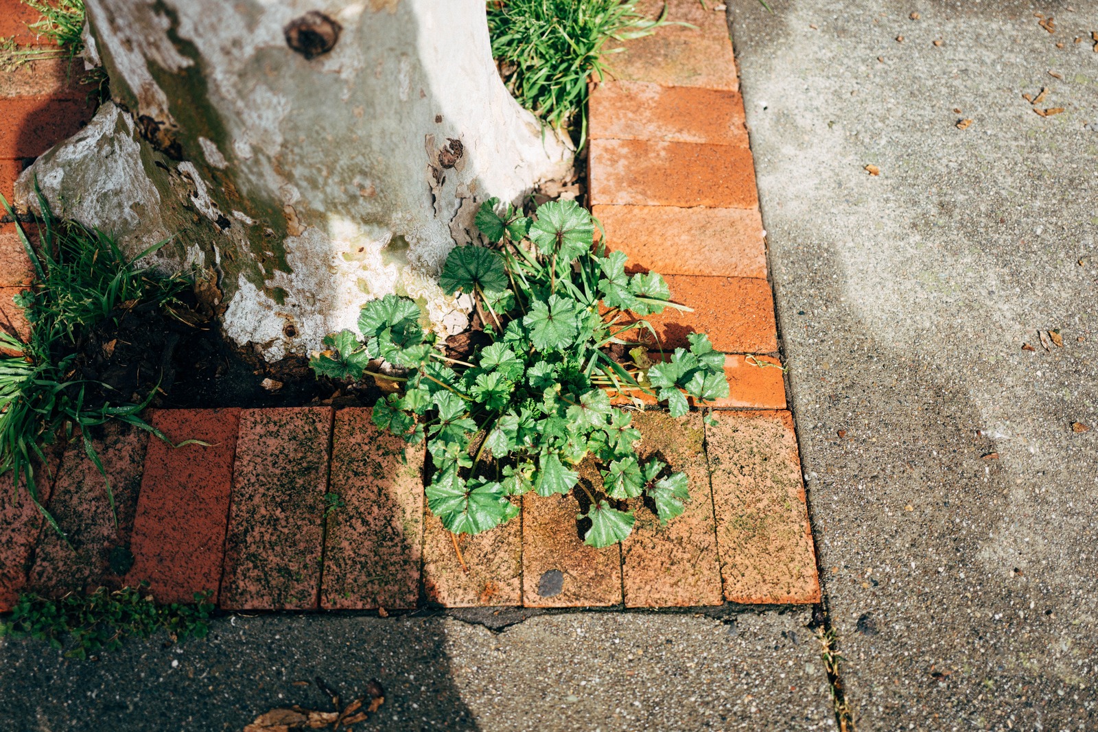 Resilience in Urban Nature