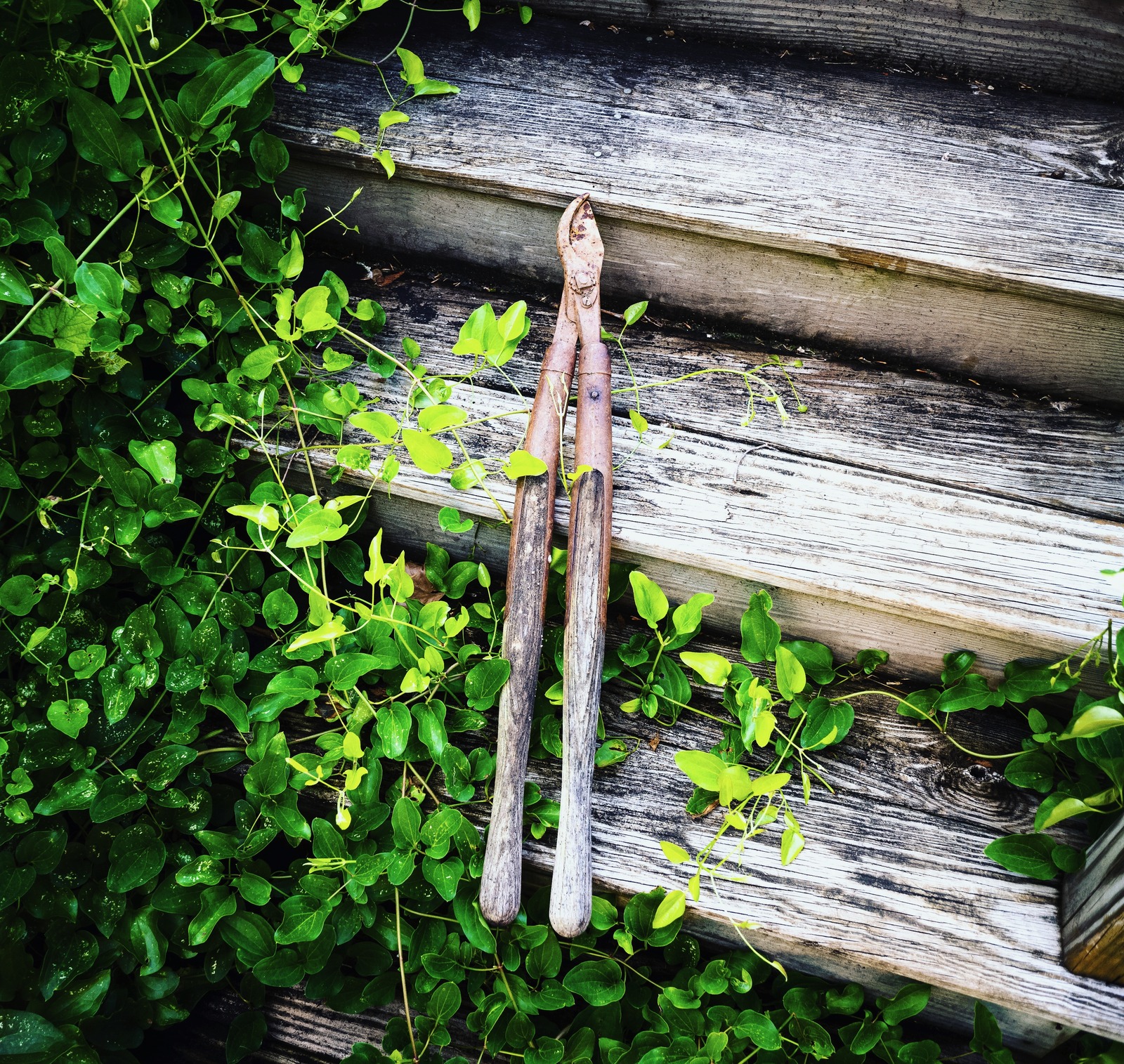 Nature's Embrace of Tools