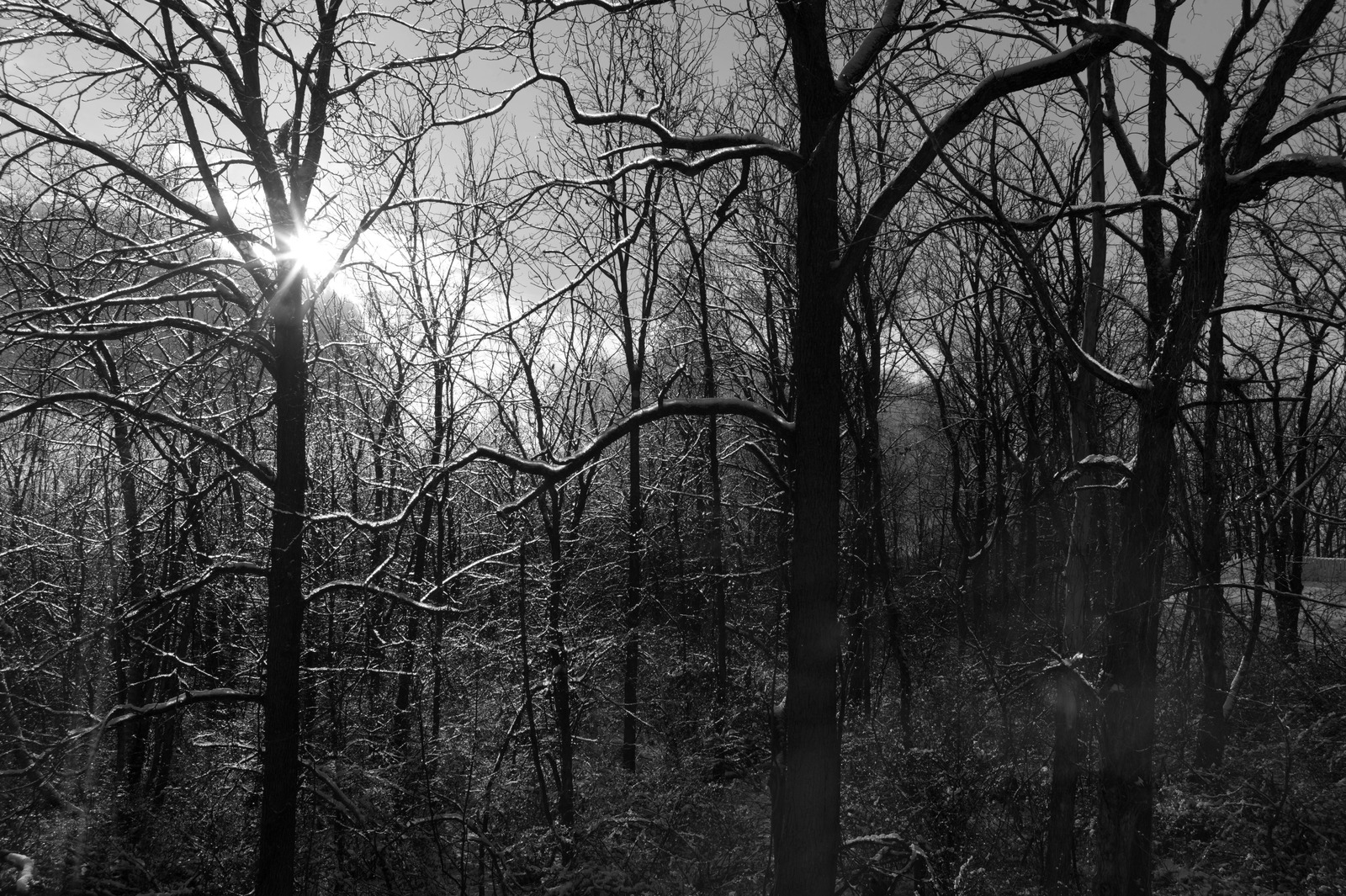 Winter's Embrace in Shadows