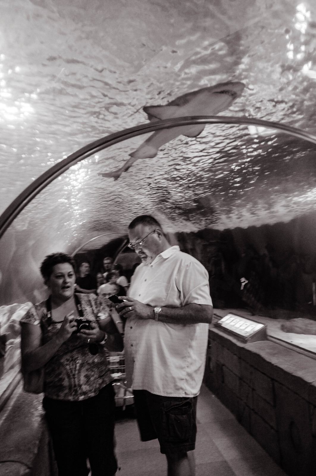 Underwater Encounter