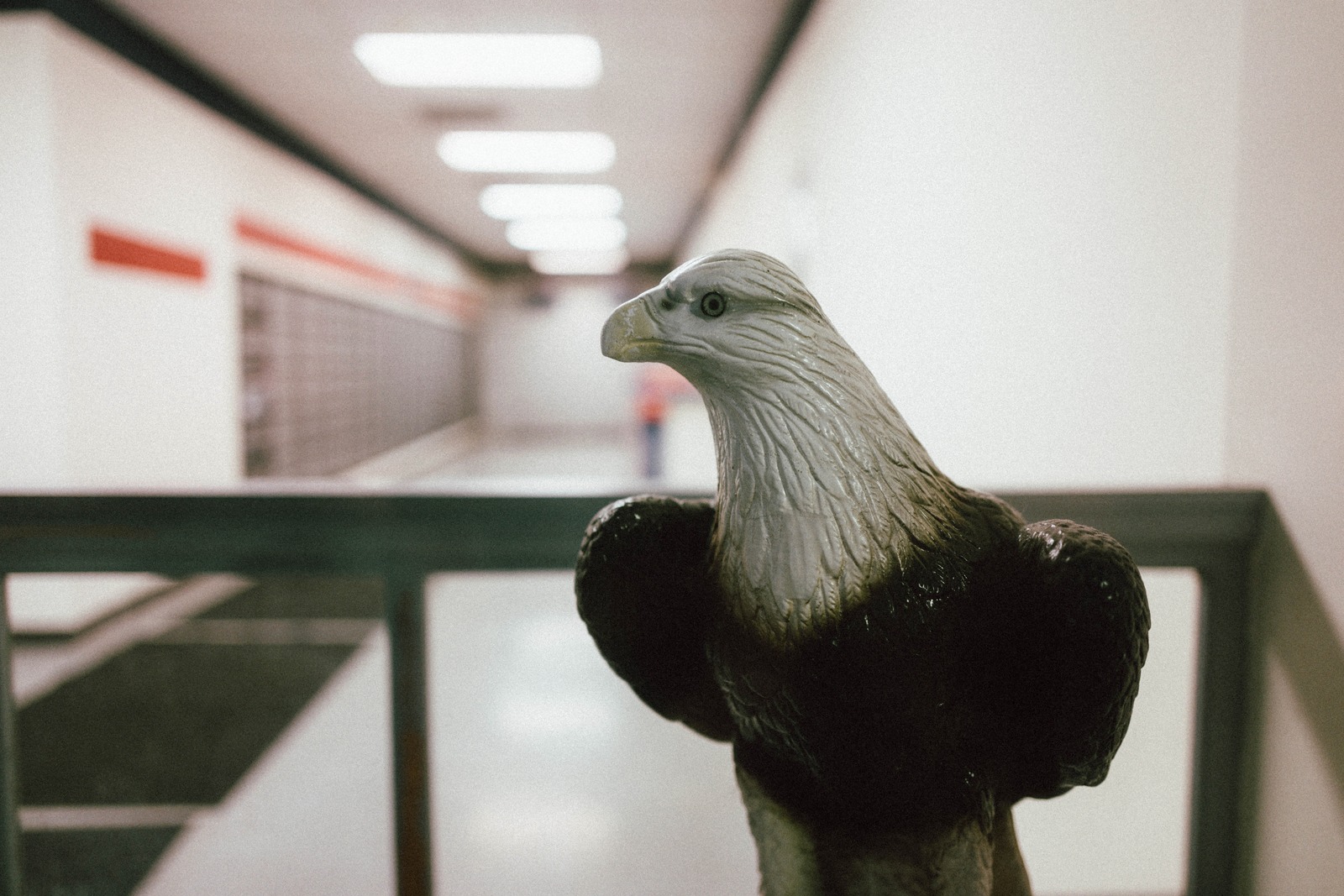 Eagle's Vigil in Quiet Halls