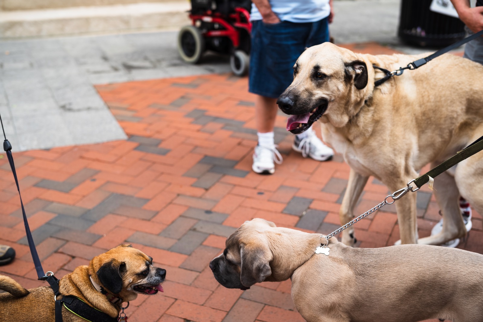 Paw-sitive Encounters