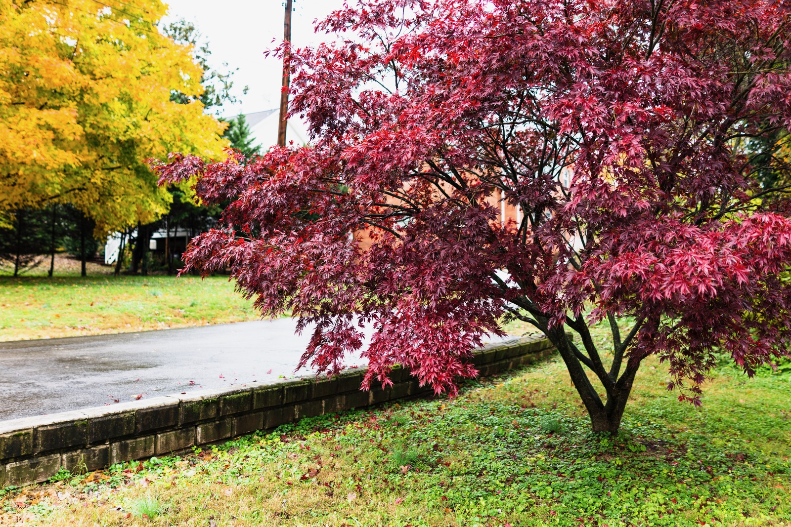 Autumn's Vibrant Embrace