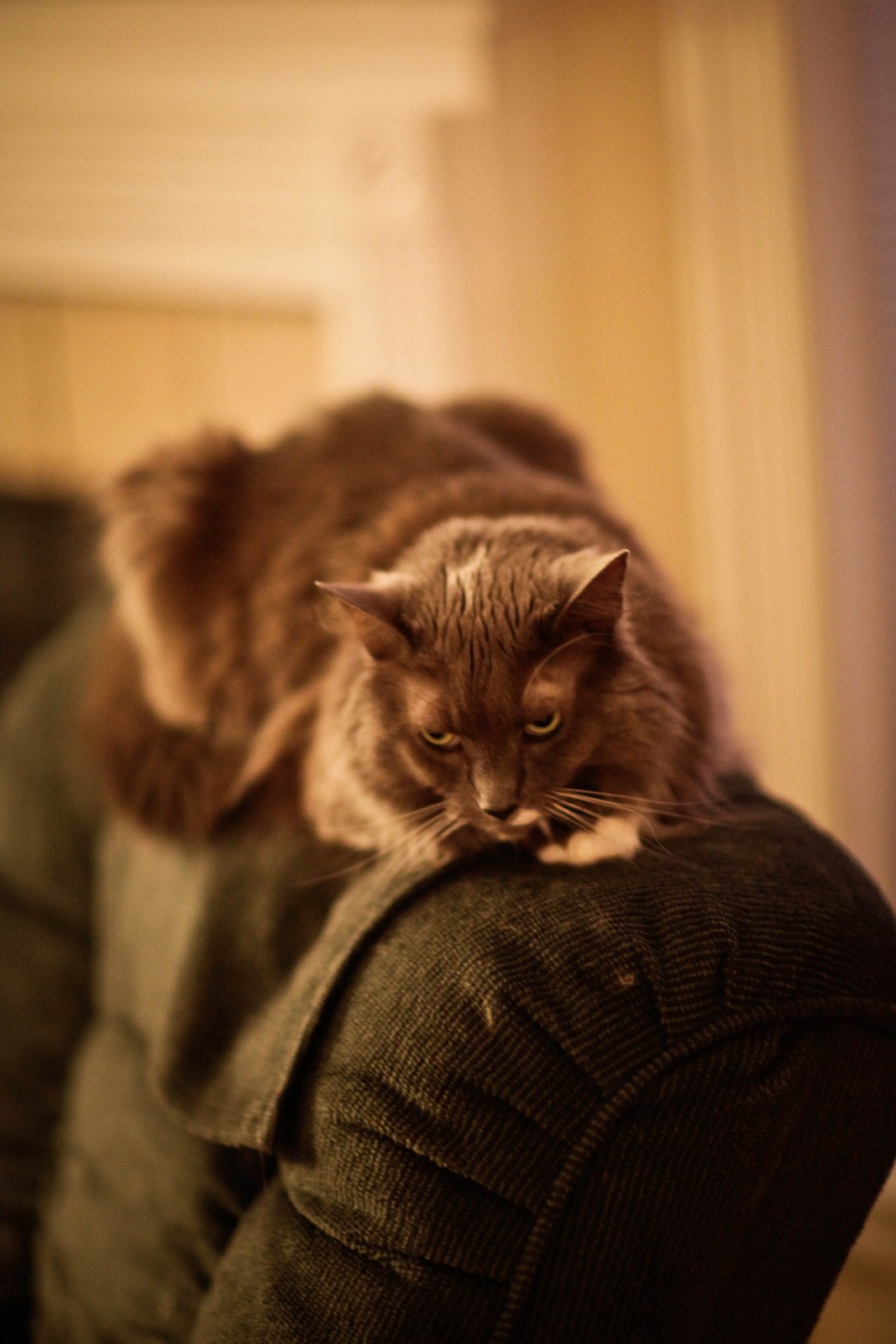 Pensive Feline Atop Couch