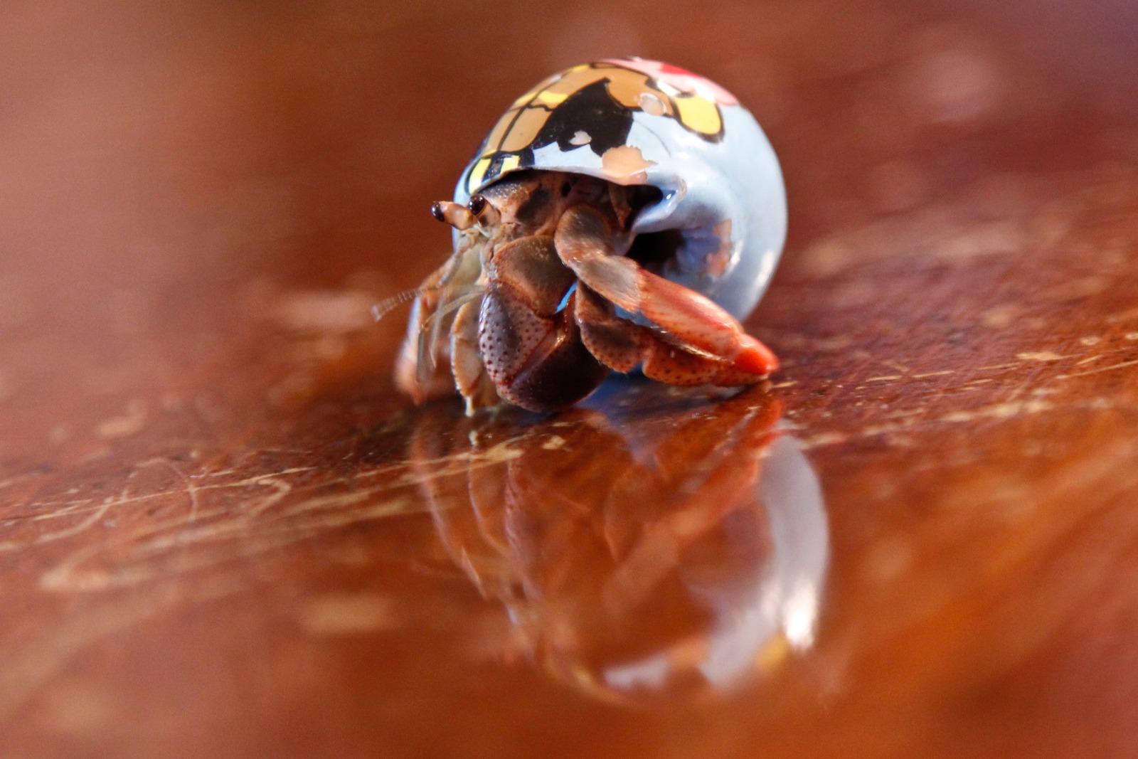 Hermit Crab in a Shell