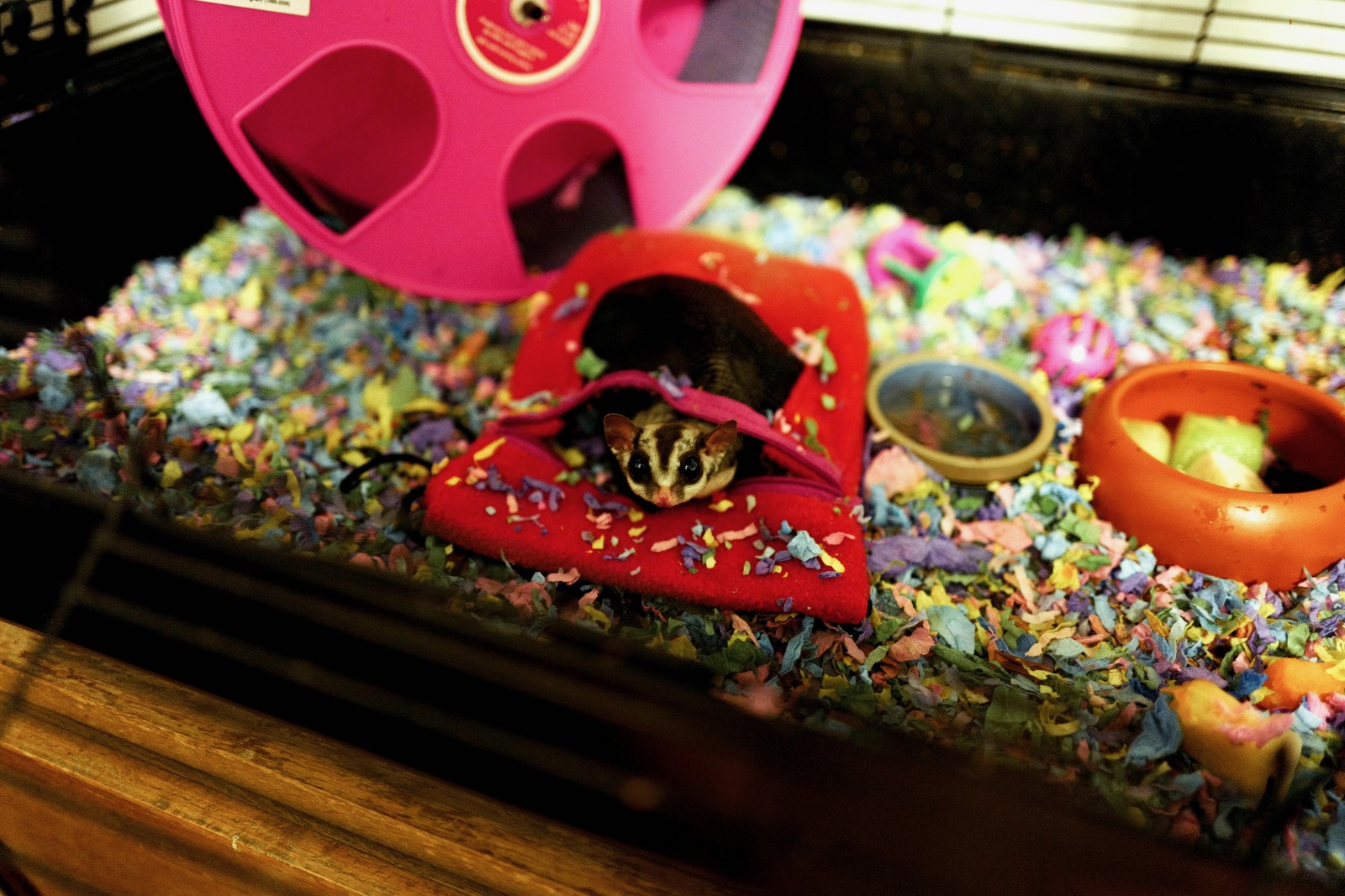 Cozy Critter Sanctuary