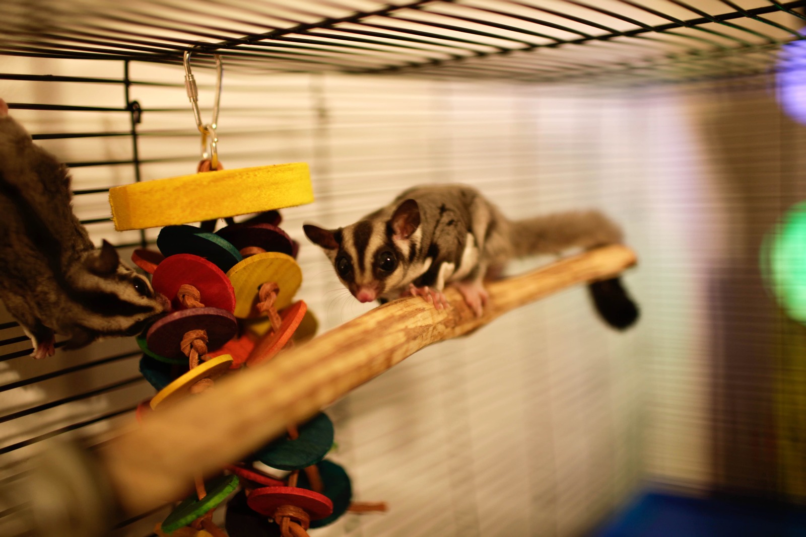 Playful Sugar Gliders