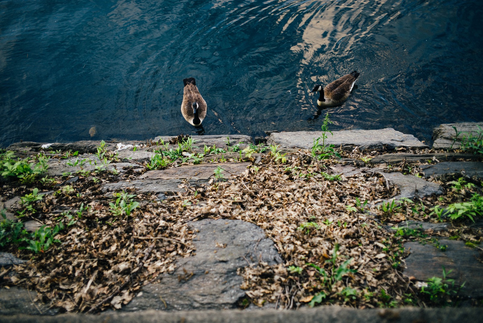 Ducks by the Water's Edge
