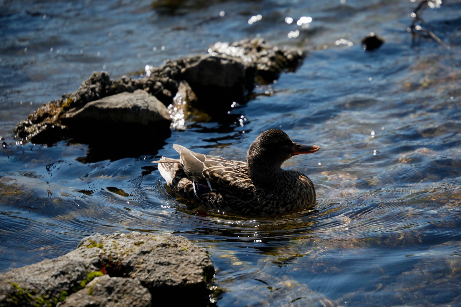 Serene Waterscape with Duck
