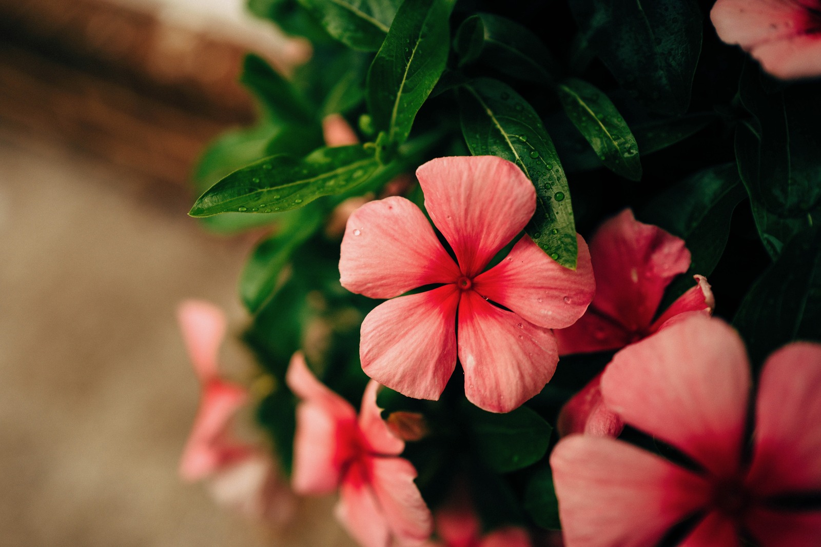 Delicate Pink Blossoms