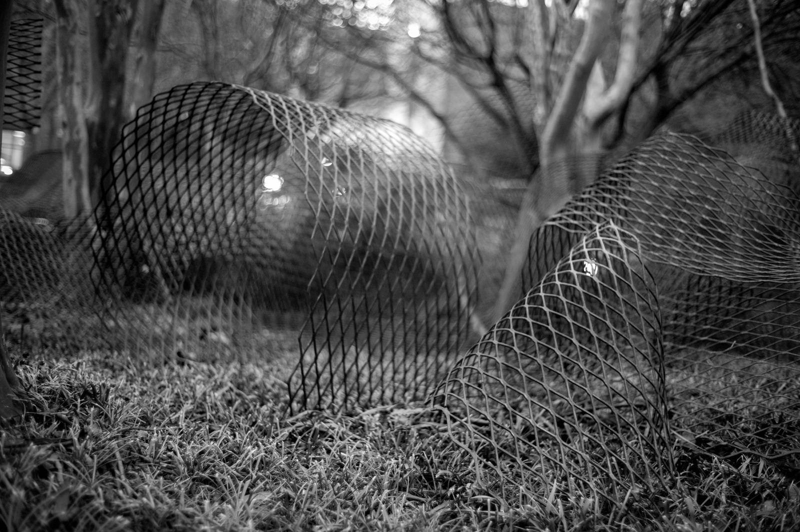 Veiled Entanglements