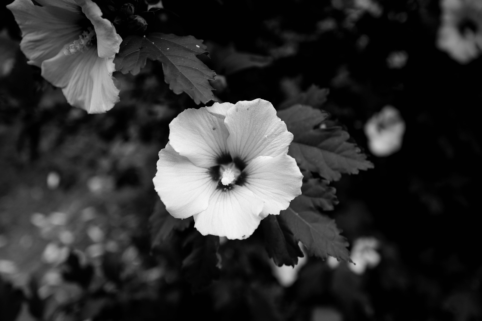 Monochrome Blossom Elegance
