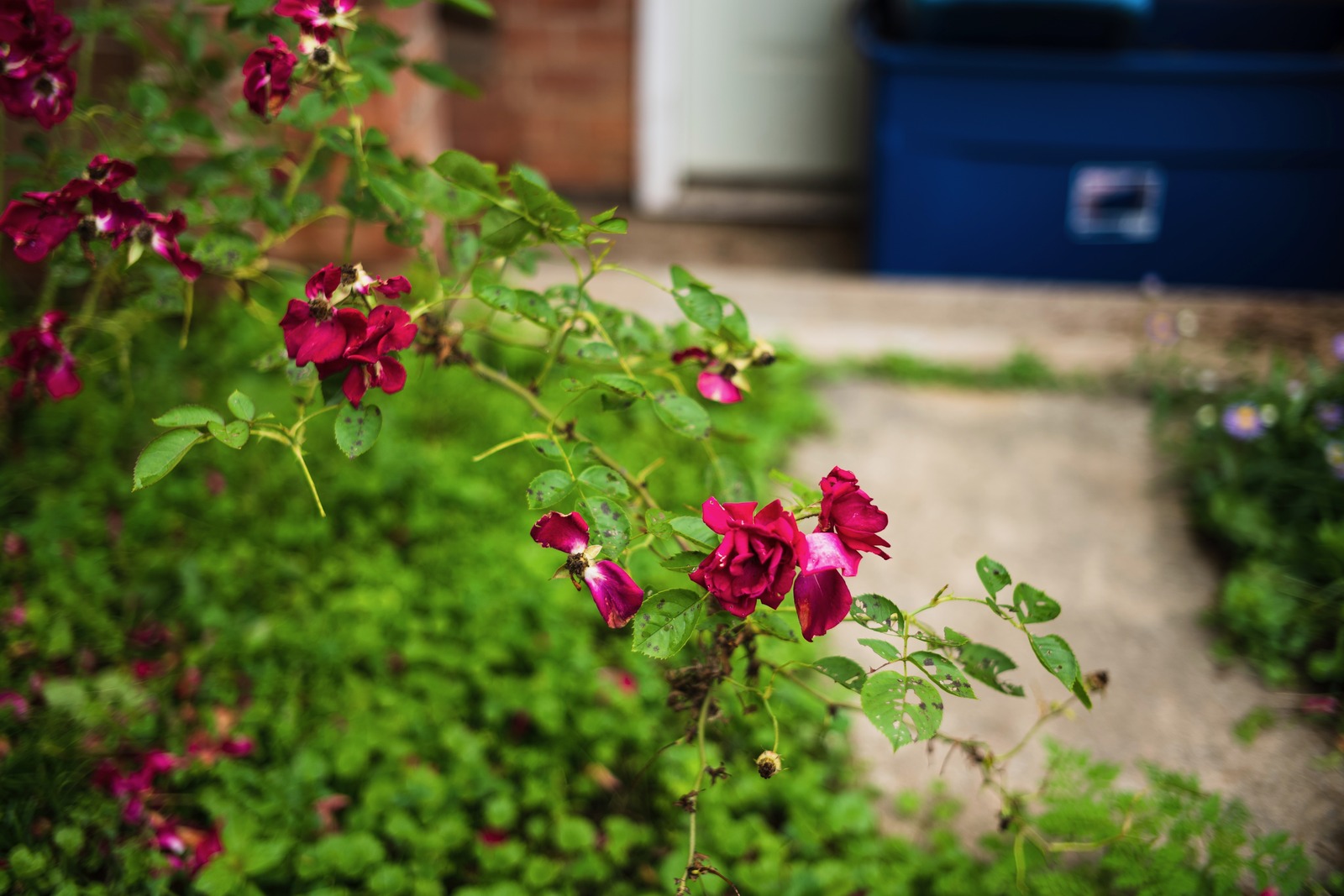 Vibrant Blooms in a Quiet Garden