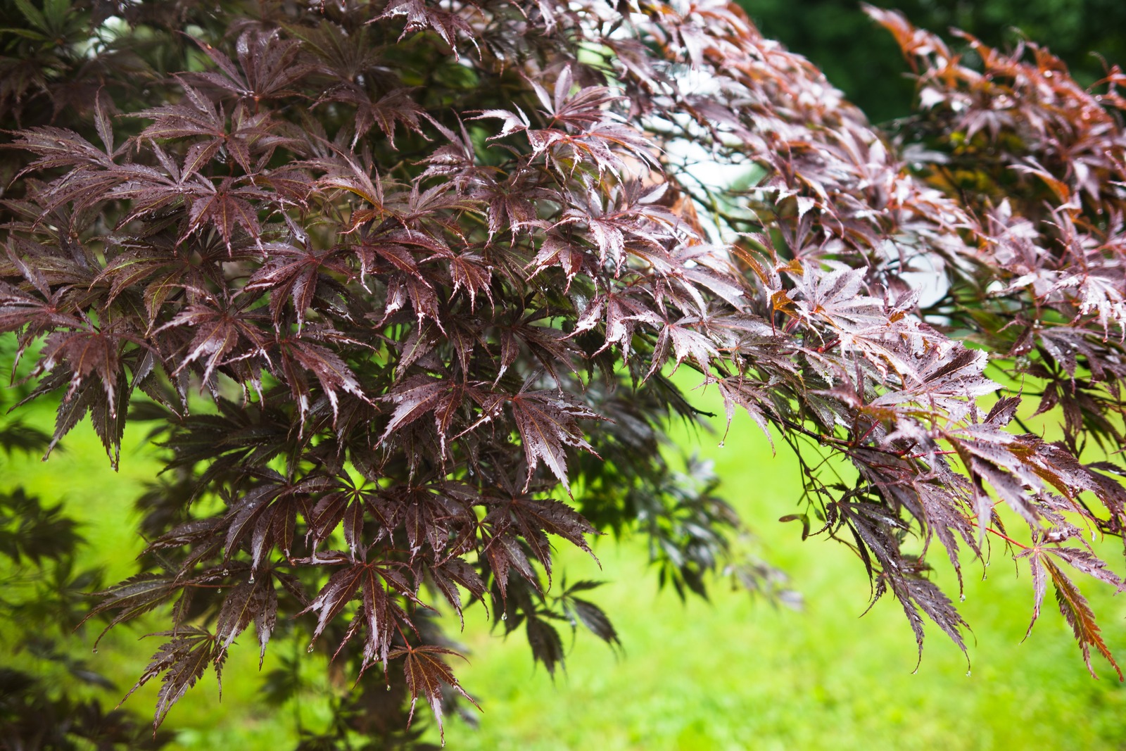 Whispers of Rain on Maple