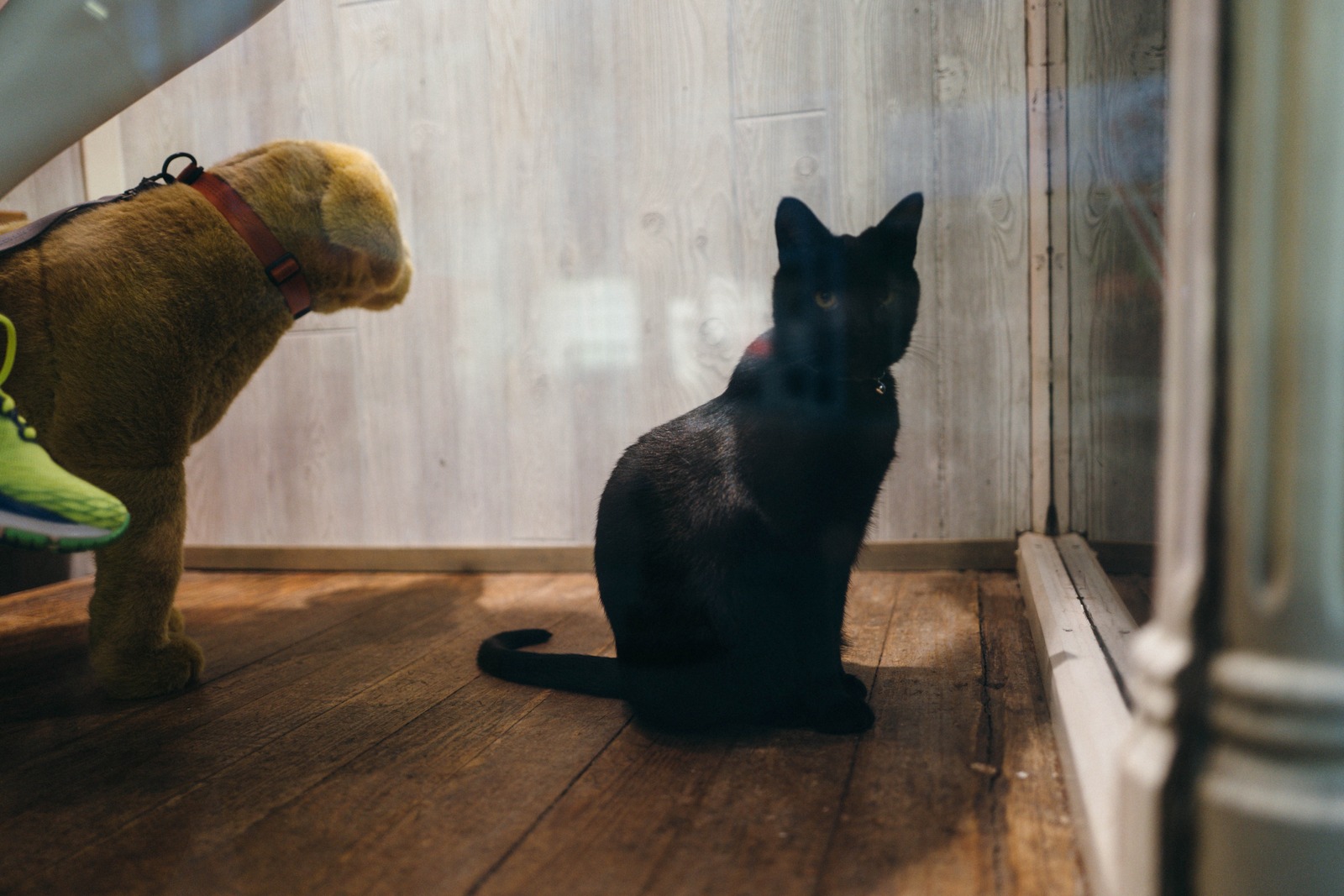 Contrasting Companions