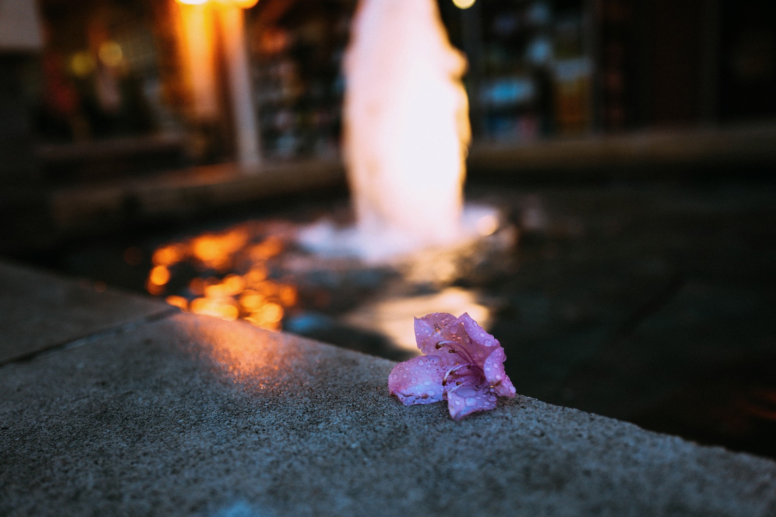 Petal by the Fountain