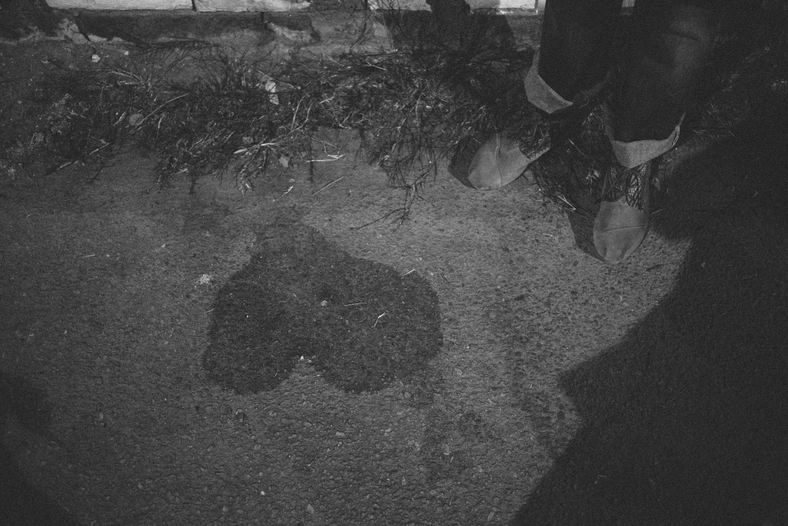 Shadows of the Night