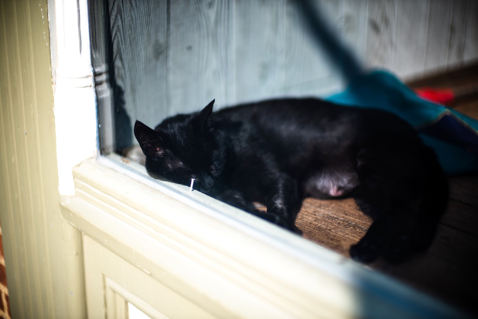 Snoozing in Sunlight