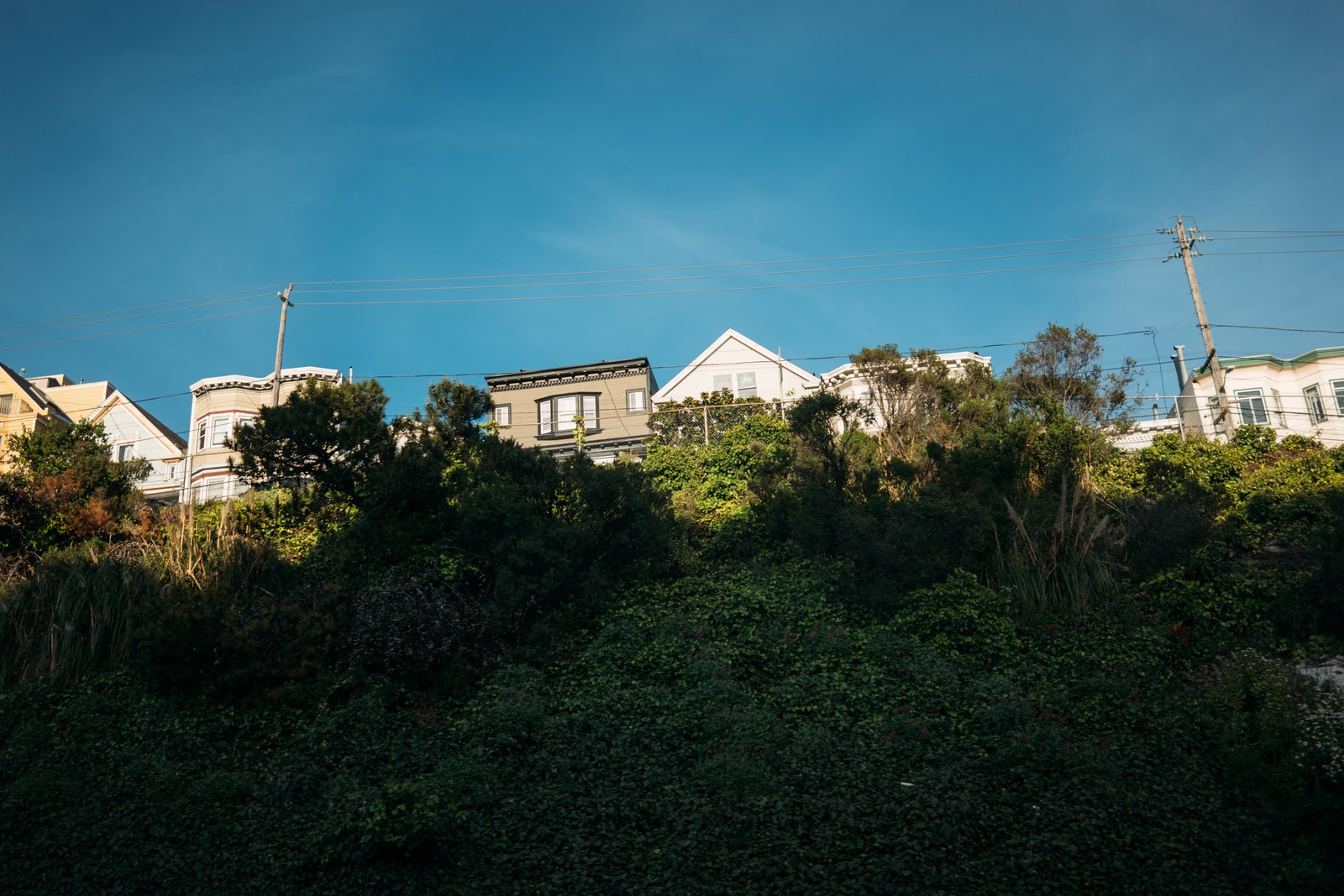 Houses Amidst Lush Greenery
