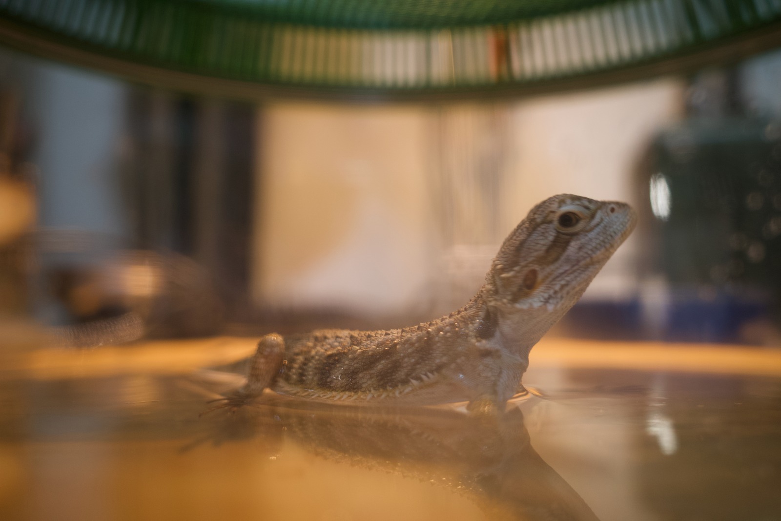 Lizard in Tranquil Waters