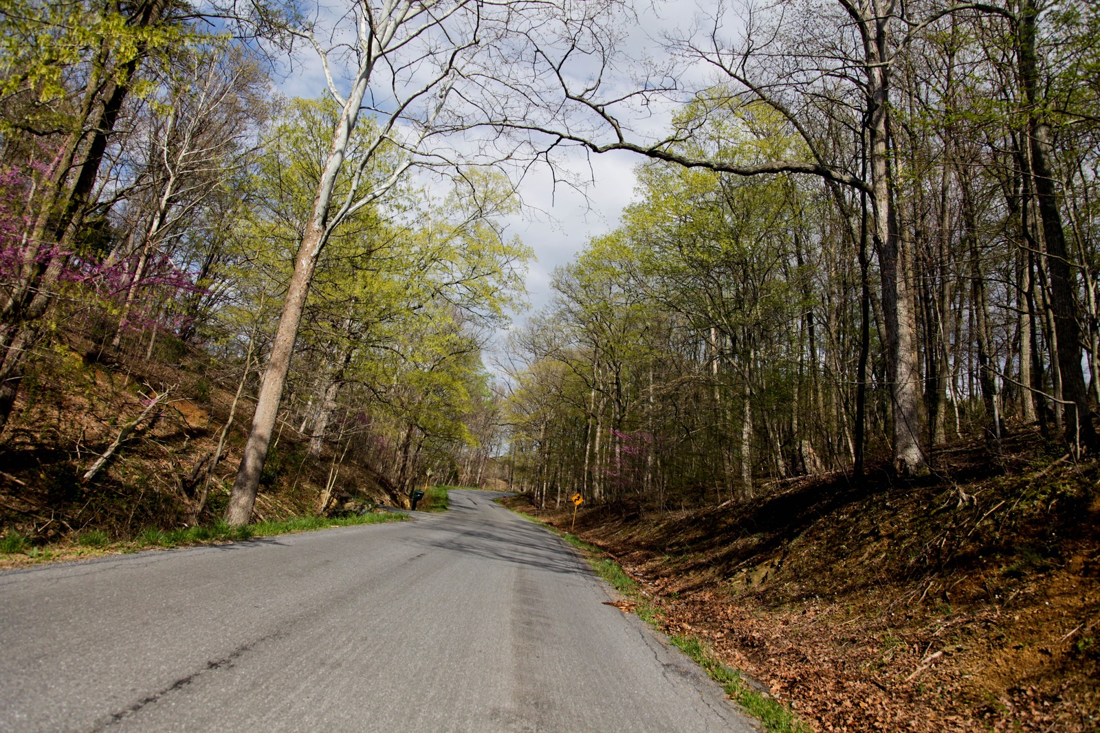 Winding Path Through Nature